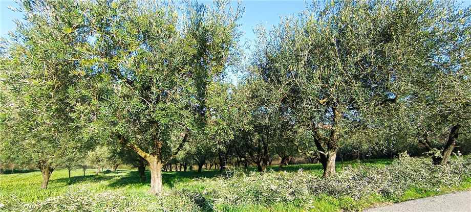 Venta Casa de campo San Giovanni Incarico #292 n.5