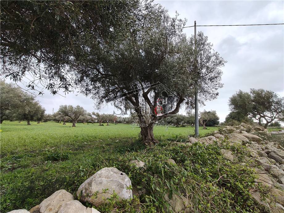 Vendita Terreno agricolo Scicli  #233 n.3