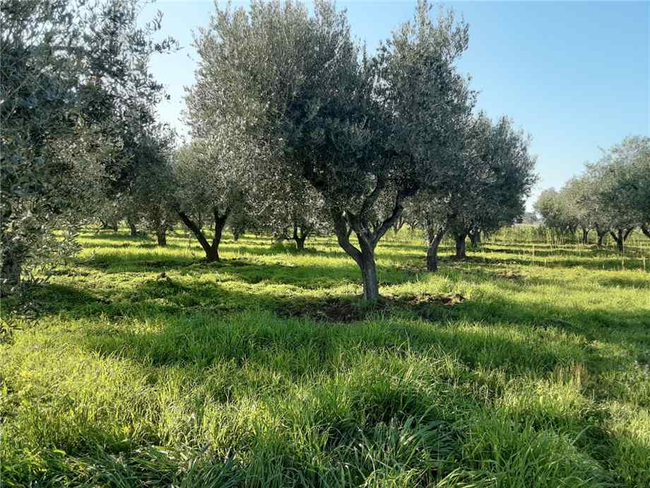 Vendita Terreno San Nicandro Garganico LAURO #48 n.1