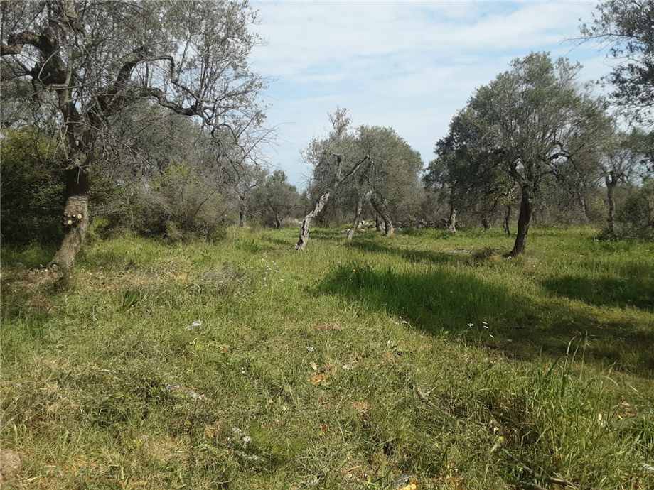 Vendita Terreno San Nicandro Garganico LAURO #55 n.2