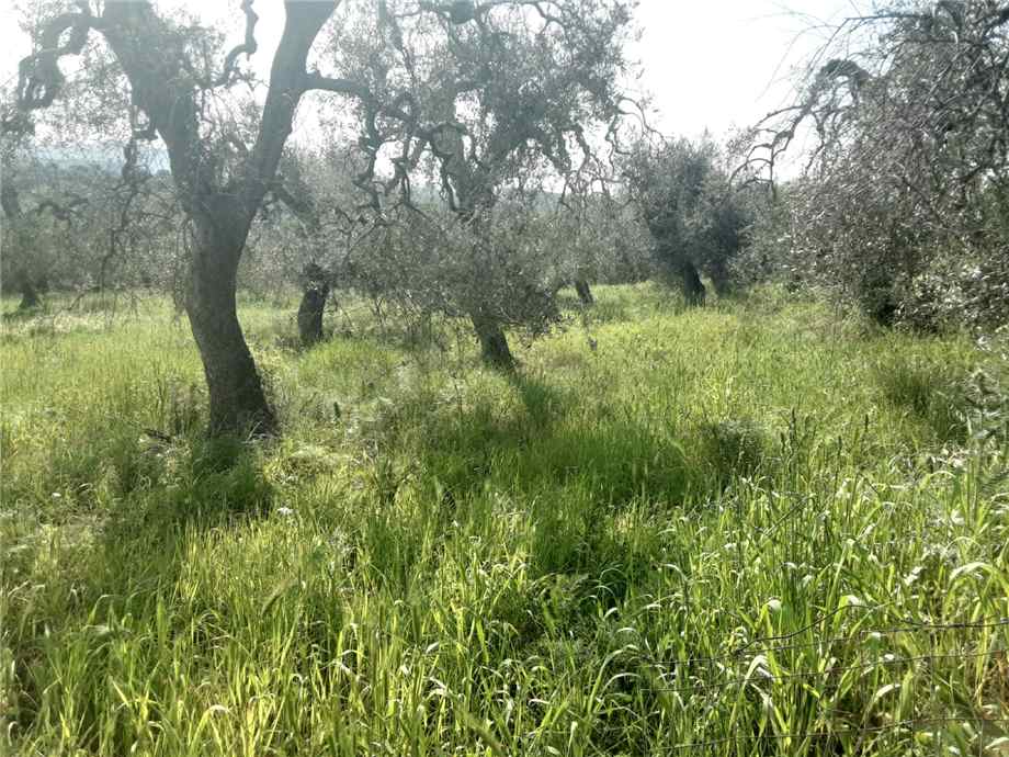 Vendita Terreno San Nicandro Garganico LAURO #55 n.4