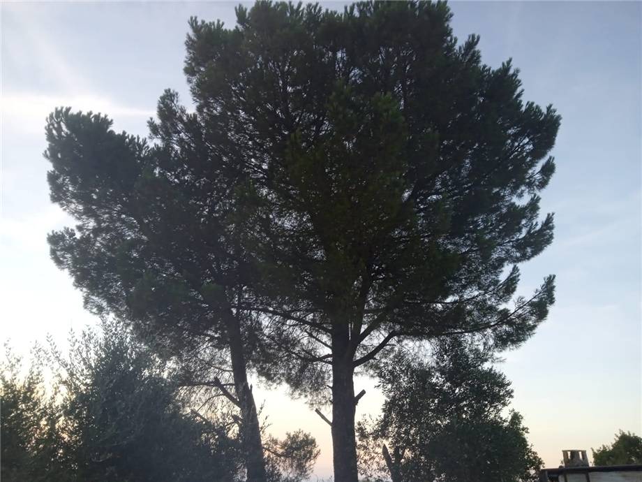 Venta Terreno Apricena  #103 n.5