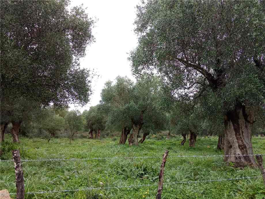 Terreno San Nicandro Garganico 173