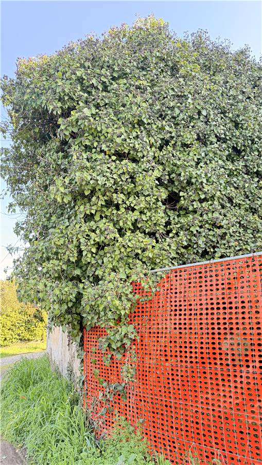 Vendita Rustico/Casa di campagna Capannori #294 n.5