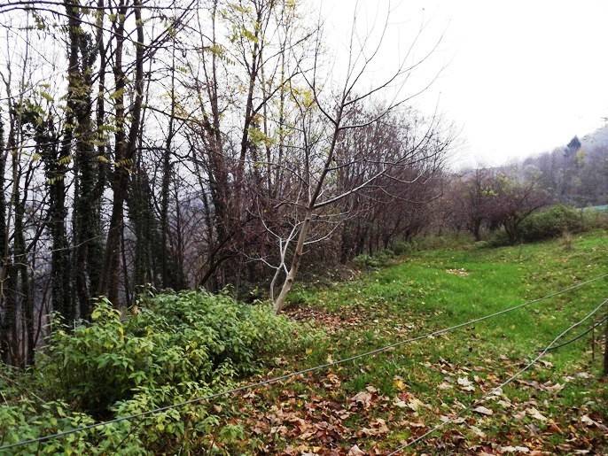 Vendita Rudere Val Brembilla  #RU-GE 0126 ID n.7