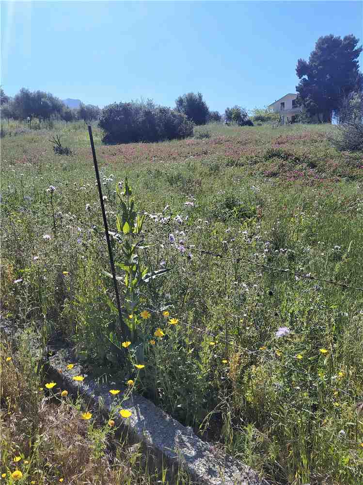 Venta Terreno edificable Ventimiglia di Sicilia C.da Traversa #VENT3 n.3