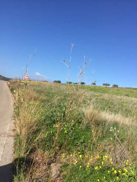 Venta Terreno agrícola Casteldaccia Vallecorvo / Sp61 #CA450 n.2