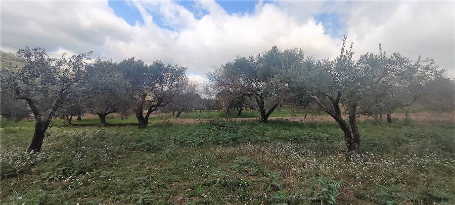For sale Agricultural land Casteldaccia Vallecorvo / Sp61 #CA481 n.5
