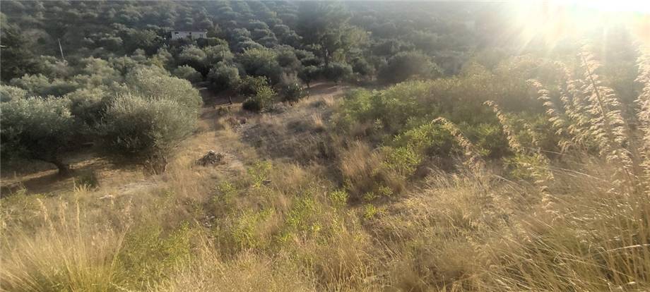 For sale Bare land Casteldaccia Vallecorvo / Sp61 #CA503 n.14