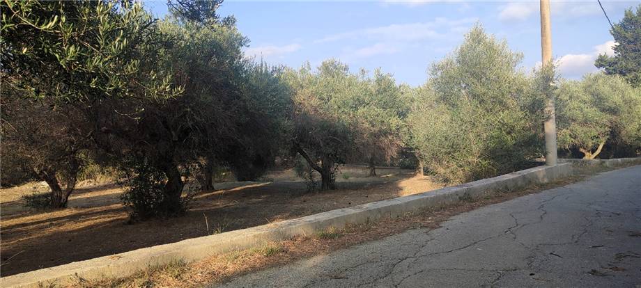 For sale Bare land Casteldaccia Vallecorvo / Sp61 #CA503 n.15