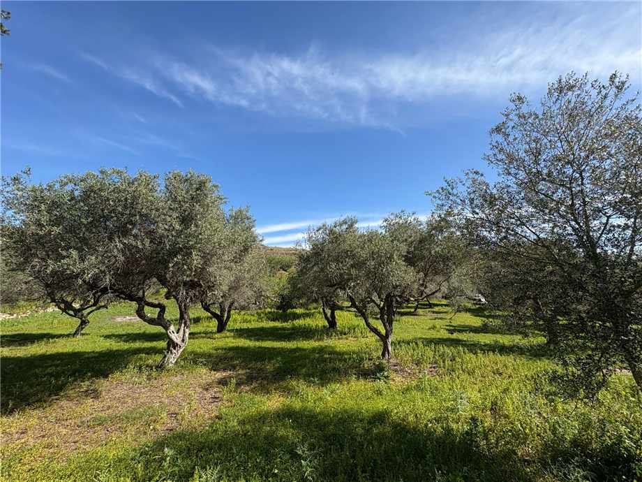 For sale Bare land Casteldaccia Vallecorvo / Sp61 #CA503 n.2