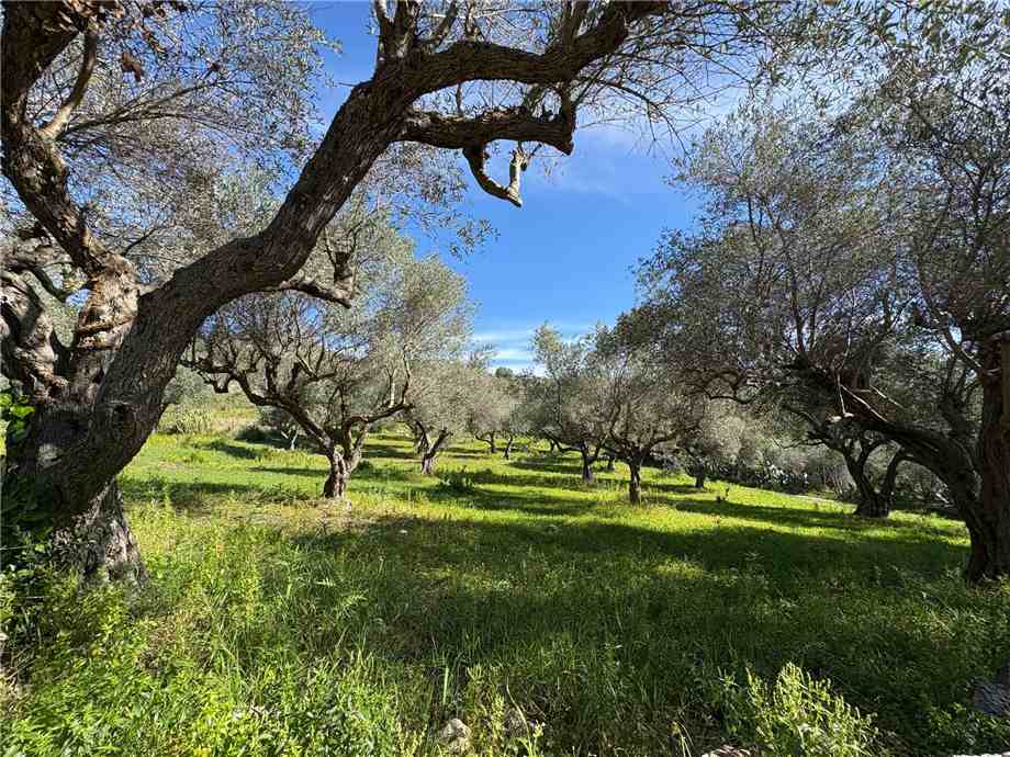 For sale Bare land Casteldaccia Vallecorvo / Sp61 #CA503 n.3