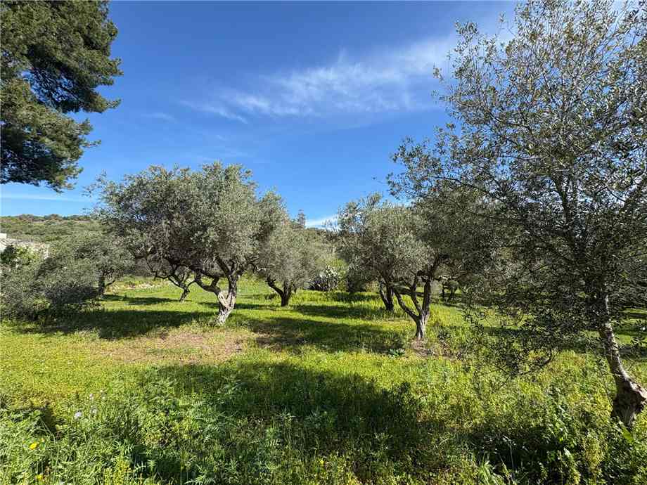 For sale Bare land Casteldaccia Vallecorvo / Sp61 #CA503 n.6