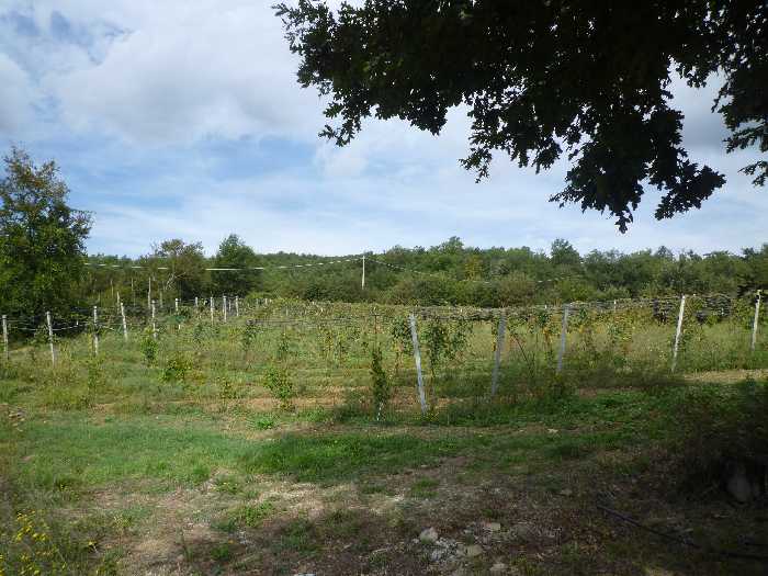 For sale Industrial/Warehouse Anghiari  #247 n.4