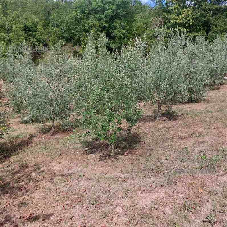 Vendita Rustico/Casale Pieve Santo Stefano  #547 n.20