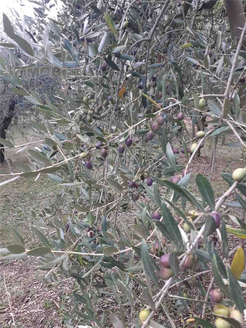 Vendita Terreno agricolo Monterchi  #604 n.2