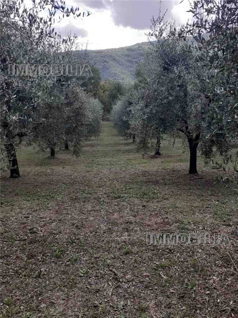 Vendita Terreno agricolo Monterchi  #604 n.3