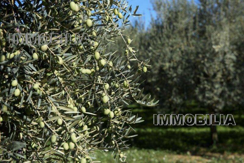 Terreno agrícola Citerna 605