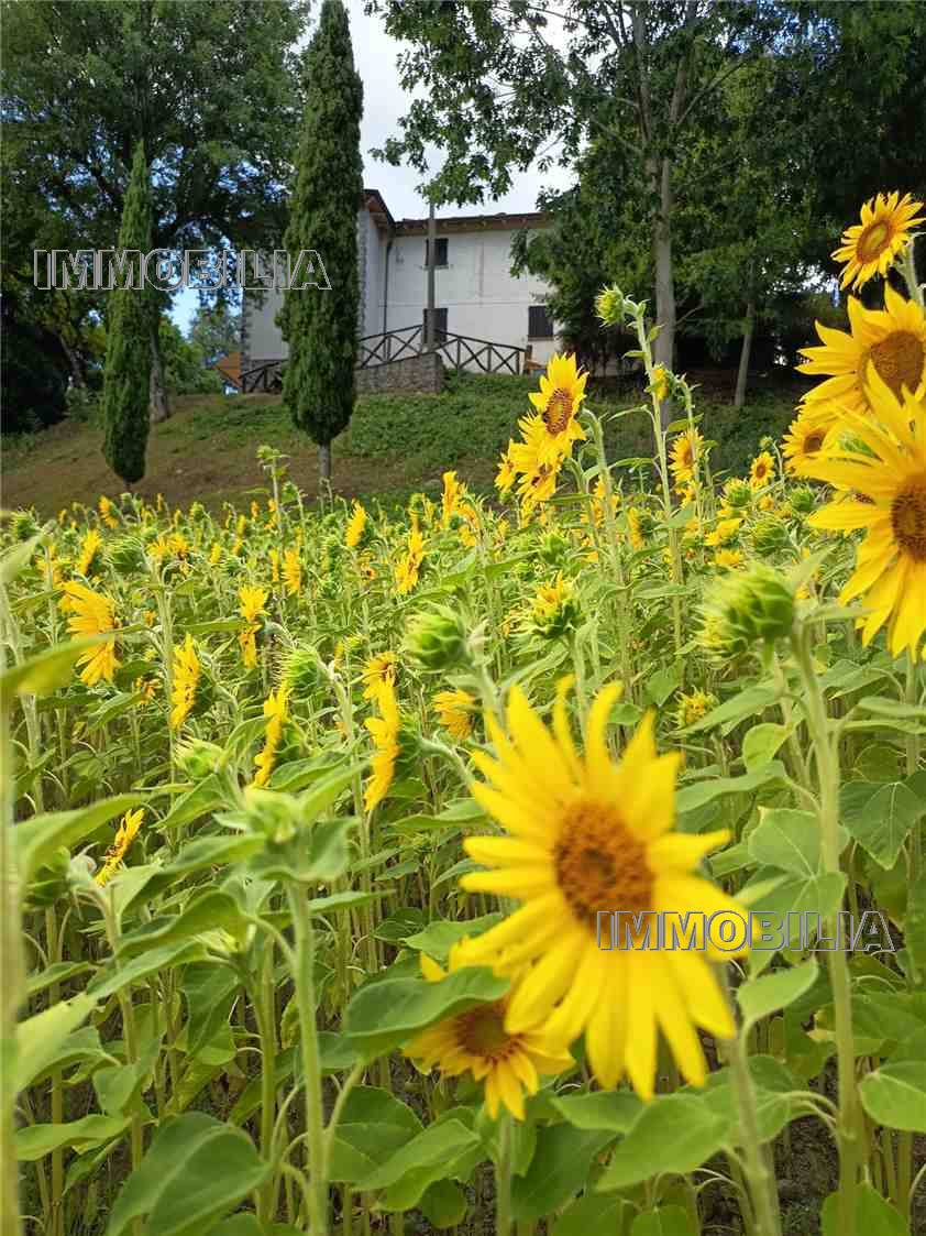 For sale Country house Caprese Michelangelo  #606 n.24