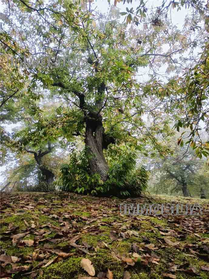 For sale Country house Caprese Michelangelo  #606 n.27