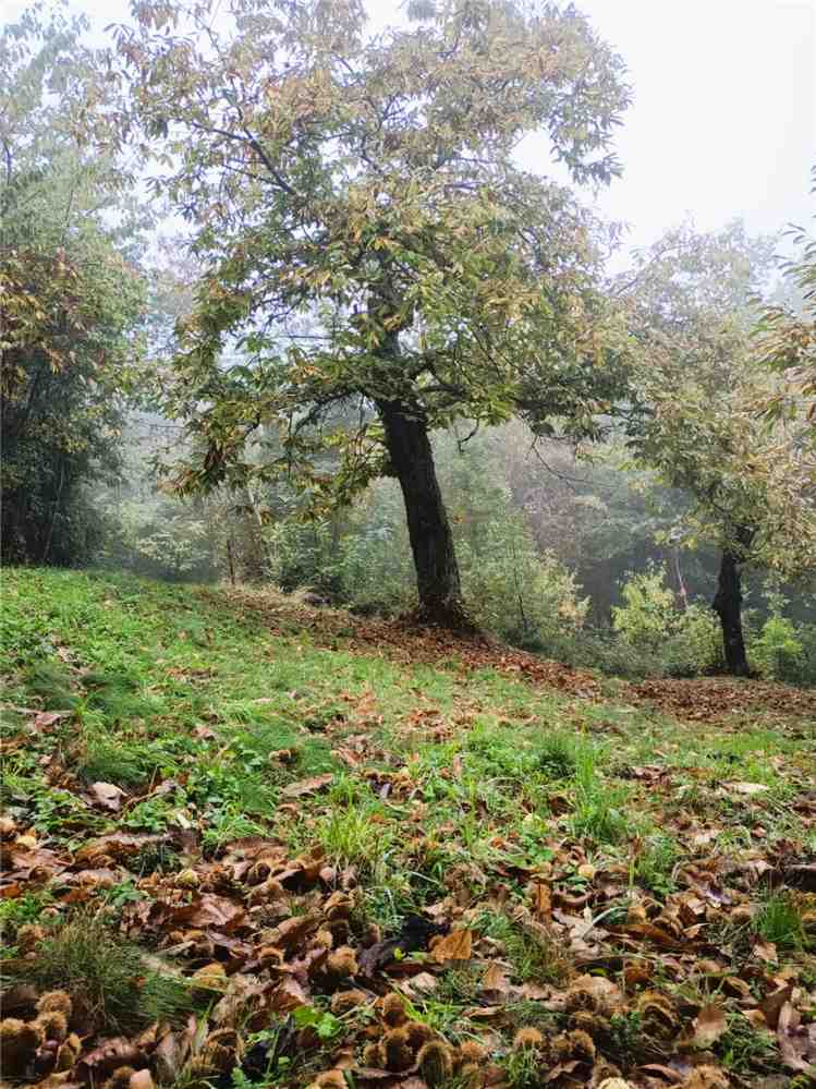 For sale Country house Caprese Michelangelo  #606 n.28