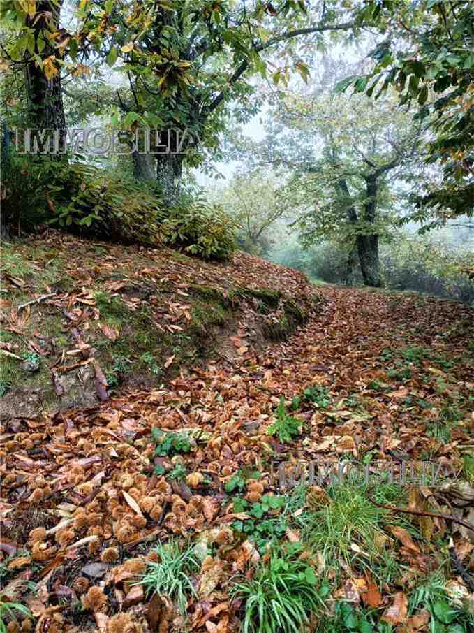 For sale Country house Caprese Michelangelo  #606 n.29