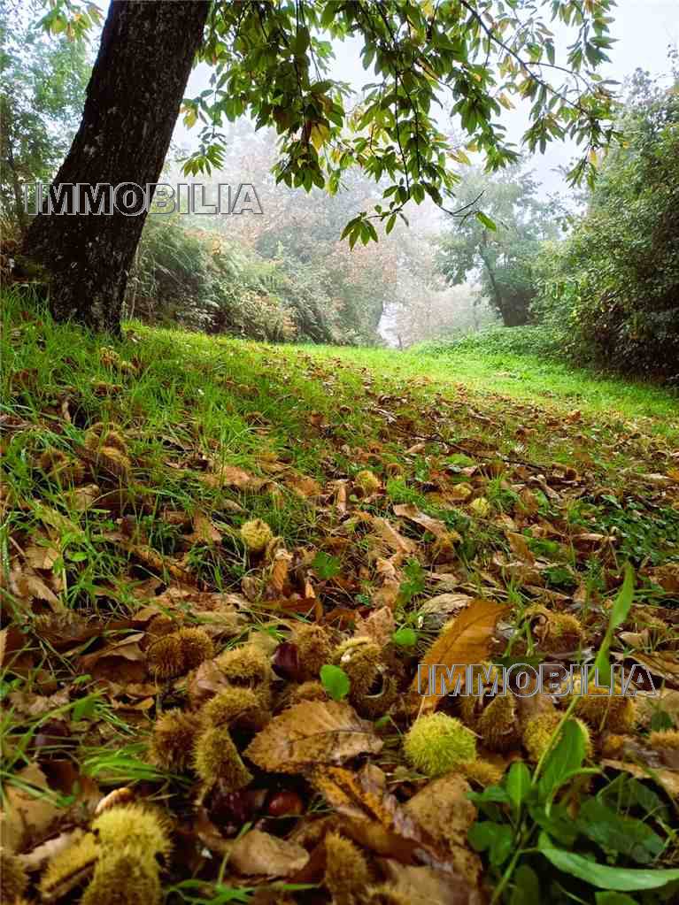 For sale Country house Caprese Michelangelo  #606 n.30