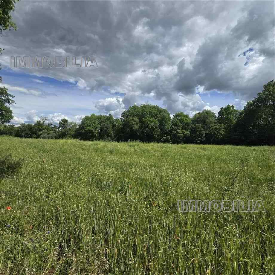 For sale Bare land Citerna FIGHILLE #622 n.2
