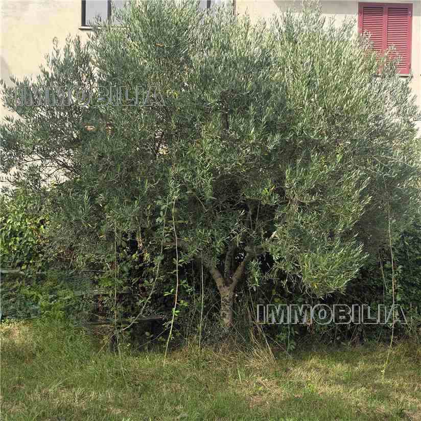 For sale Apartment Citerna  #633 n.31