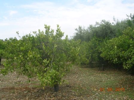 For sale Land Centuripe  #27 n.5