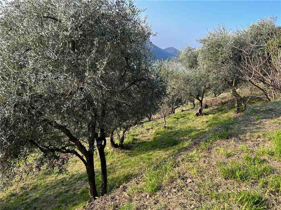 For sale Land Predore  #PRE23 n.8