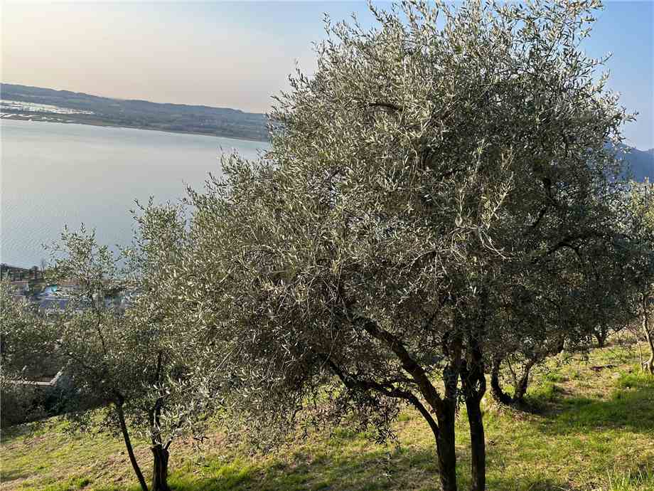 For sale Land Predore  #PRE23 n.9