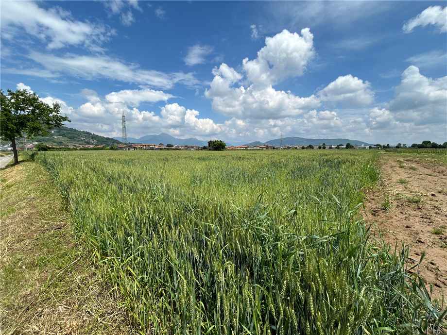 Vendita Terreno Castelli Calepio TAGLIUNO #CC335 n.5