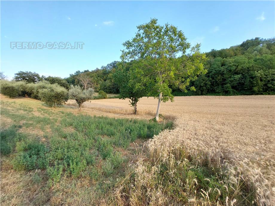 For sale Land Montottone  #Mtt002 n.11