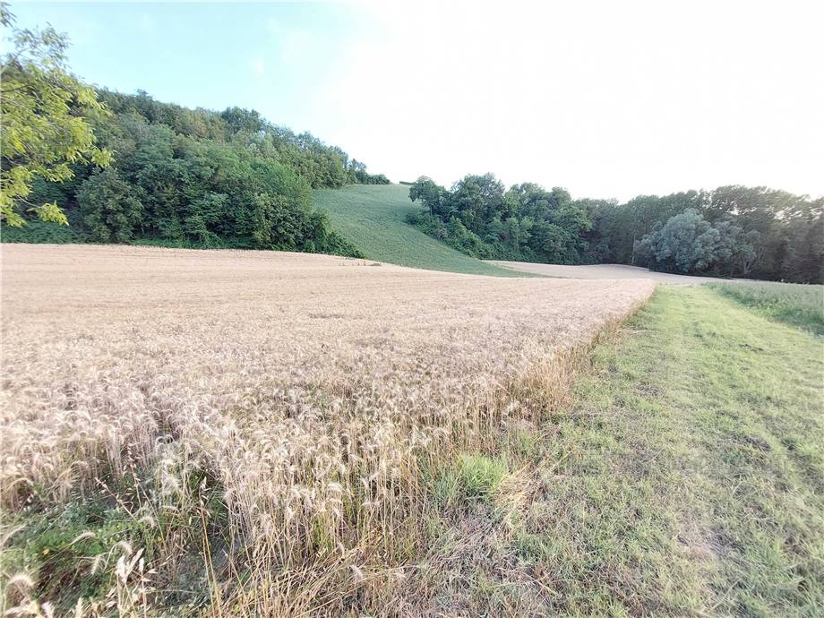 For sale Land Montottone  #Mtt002 n.12