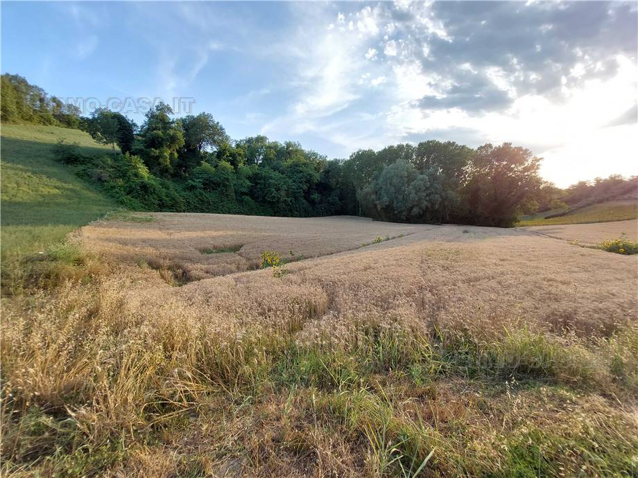 For sale Land Montottone  #Mtt002 n.14