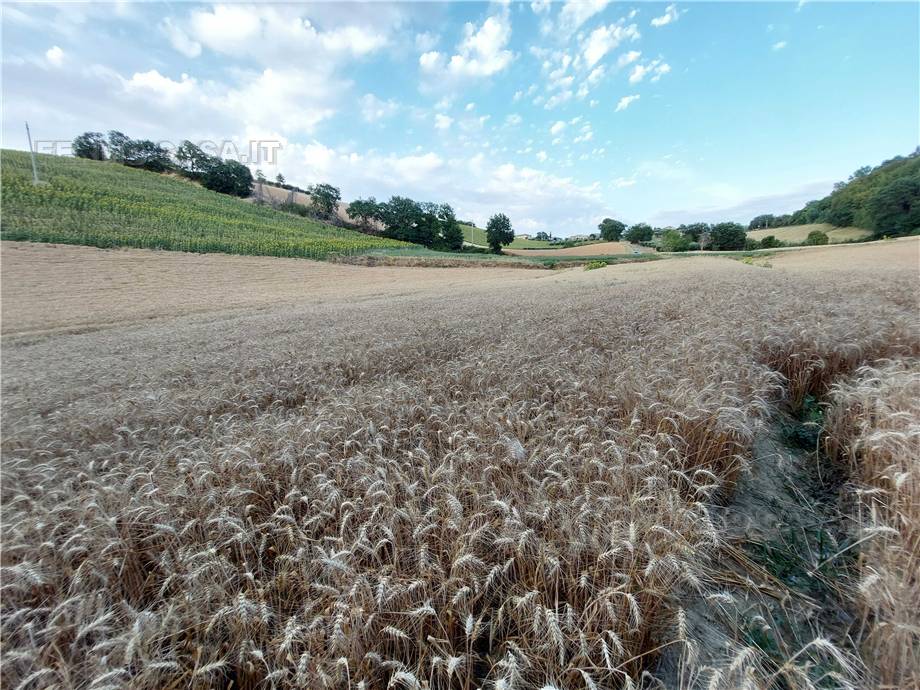 For sale Land Montottone  #Mtt002 n.3