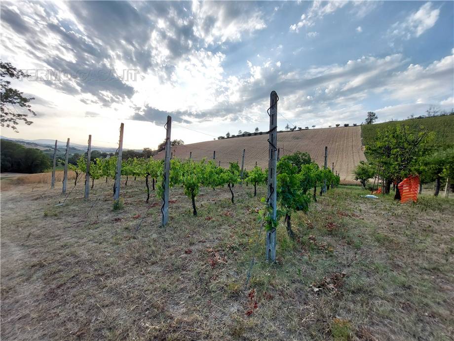 For sale Land Montottone  #Mtt002 n.4
