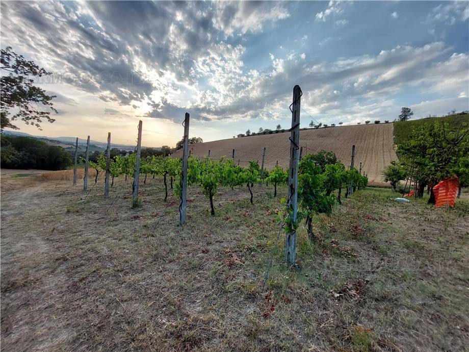 For sale Land Montottone  #Mtt002 n.5