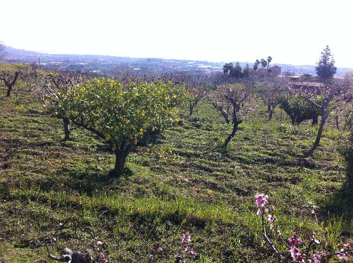 Terreno Fiumefreddo di Sicilia 57