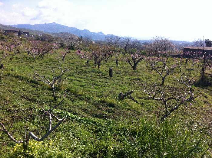 Vendita Terreno Fiumefreddo di Sicilia  #57 n.3