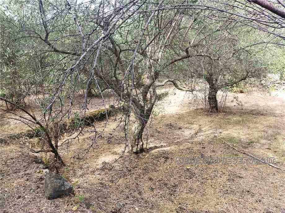 Vendita Terreno Castiglione di Sicilia Solicchiata #152 n.4