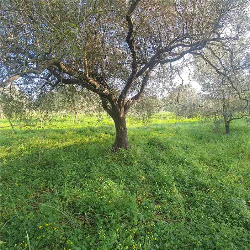 Vendita Fondo Narbolia SP 11 #MAR201 n.4
