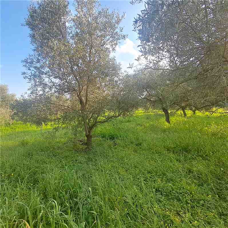 Vendita Fondo Narbolia SP 11 #MAR201 n.5