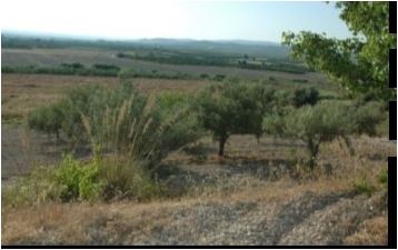 For sale Land Noto  #110T n.10