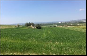 For sale Land Noto  #110T n.3