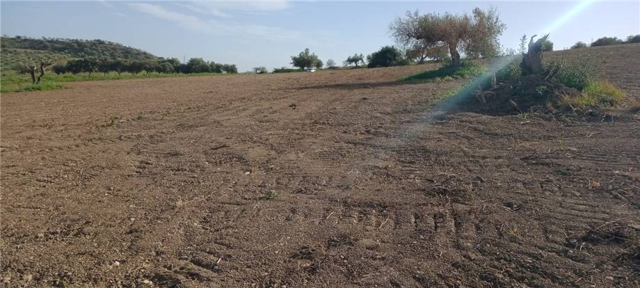 For sale Land Noto  #110T n.8