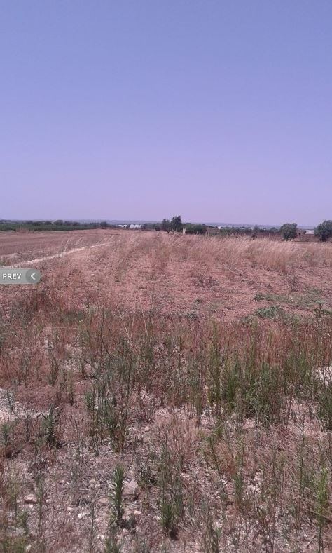 Verkauf Ruine Modica FRIGINTINI #1TM n.3