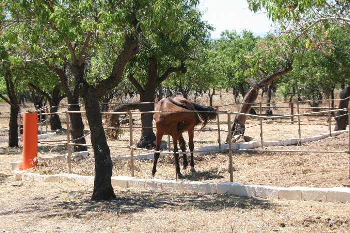 Venta Agroturismo Noto #68AG n.3