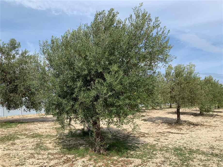 Venta Terreno Noto #16T n.4